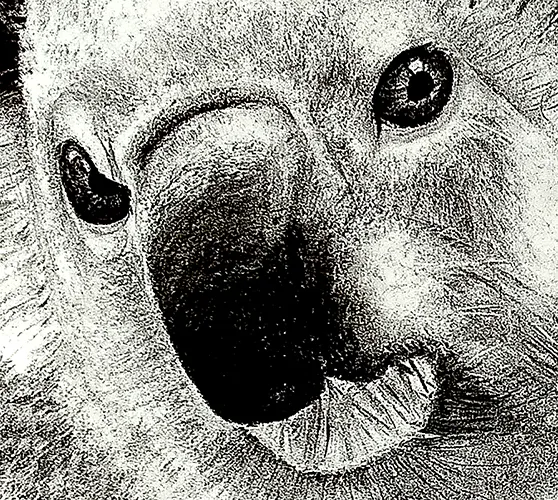 Détail ultra-réaliste d'un œil de koala réalisé au crayon, illustrant le savoir-faire de l'artiste portraitiste